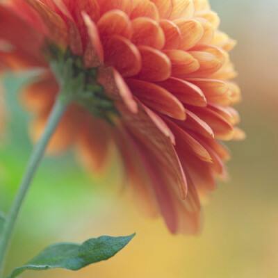 半岛·综合下载手机版