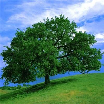 天天彩神welcome截图