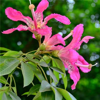 b体育手机版官网最新版本下载手机app下载